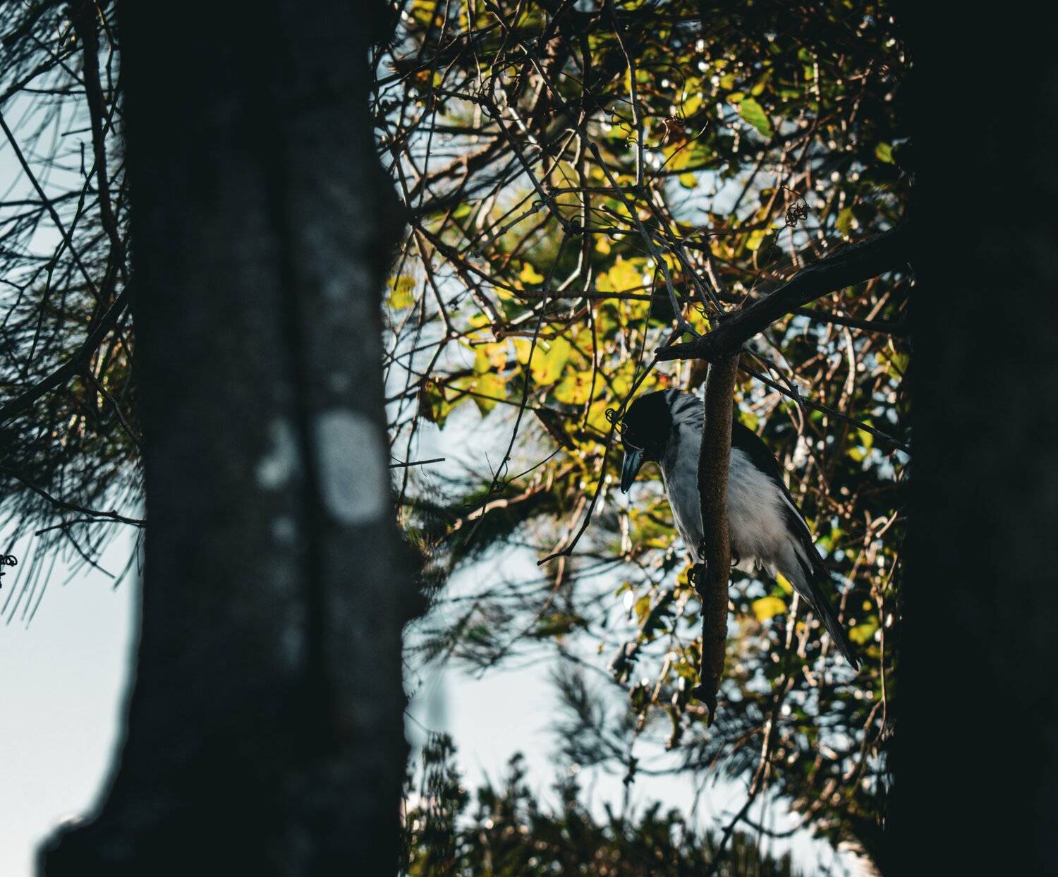 Butcherbird on a branch