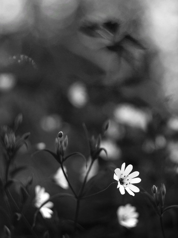 Photograph by Инна Карасева