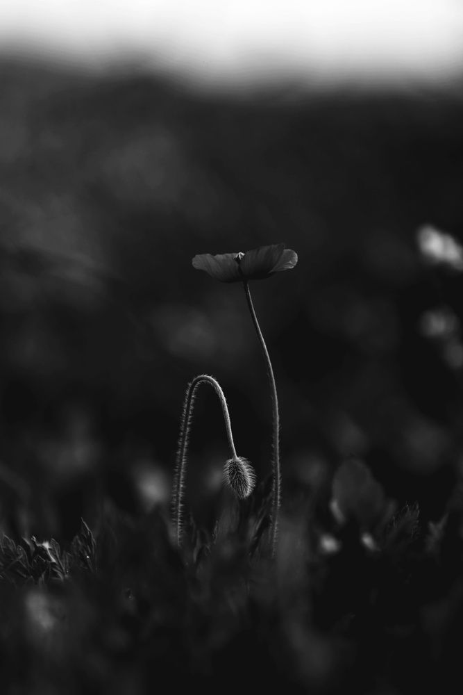 Фотография автора Mohamed Rezaiguia
