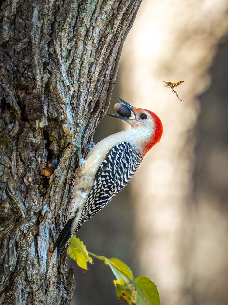 Another day on the tree