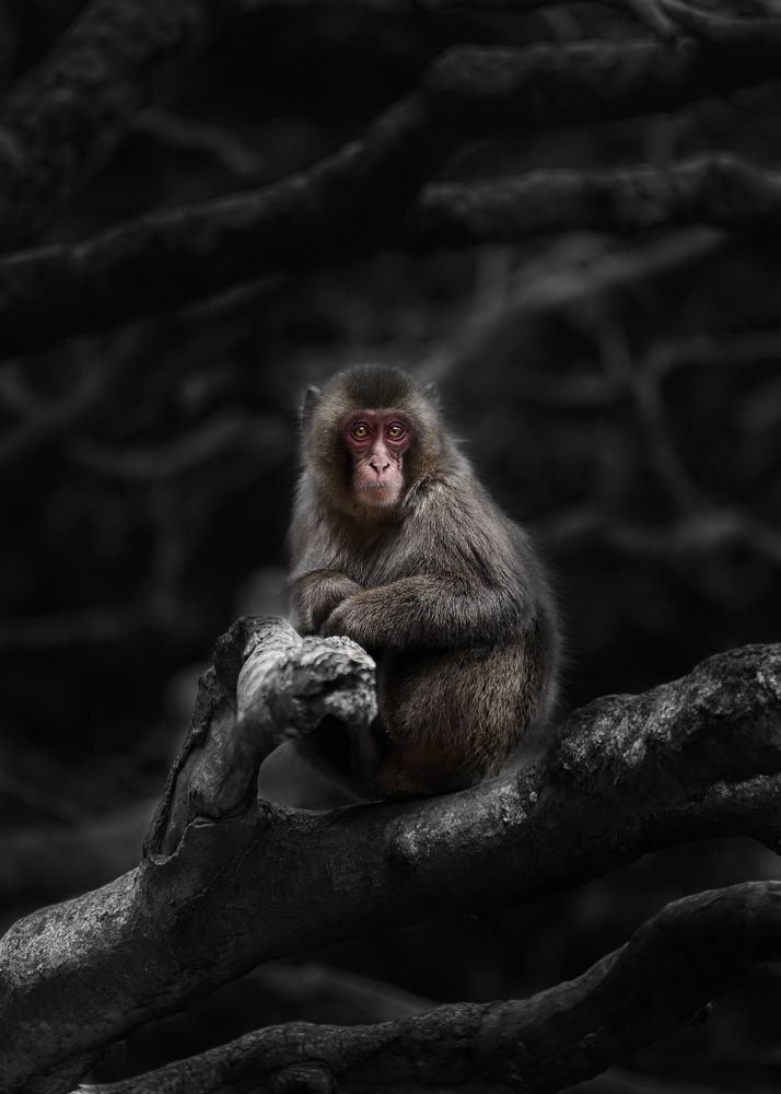 Фотография автора Kaisyakuji Yushi
