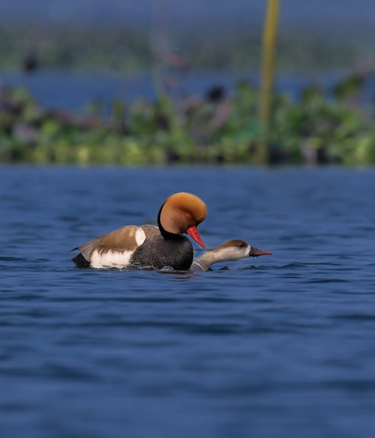 Фотография #13365465