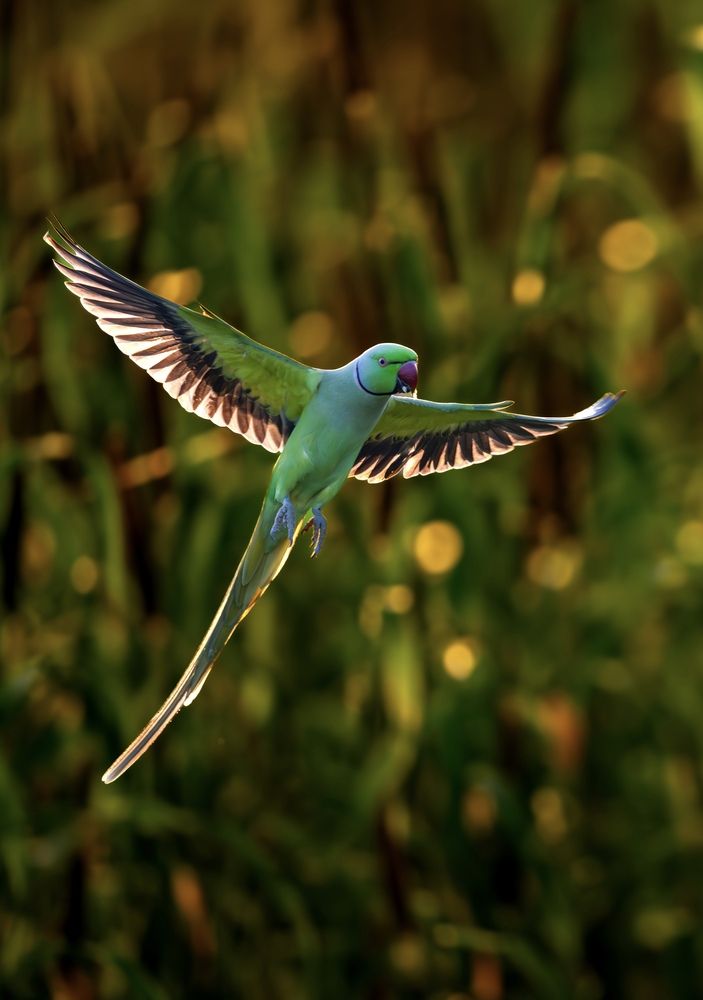 Photograph by Binit Chatterjee