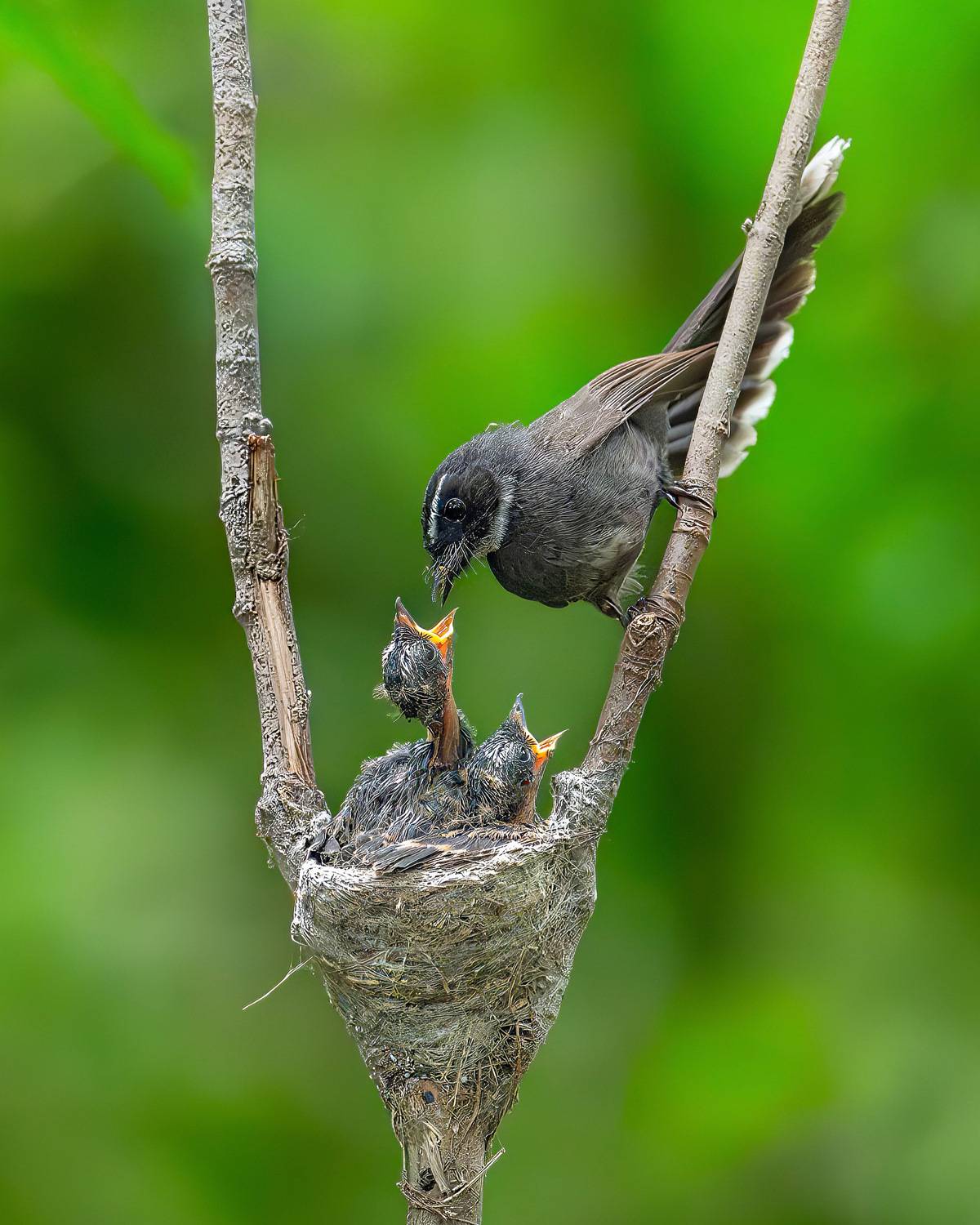 Feeding Fantail