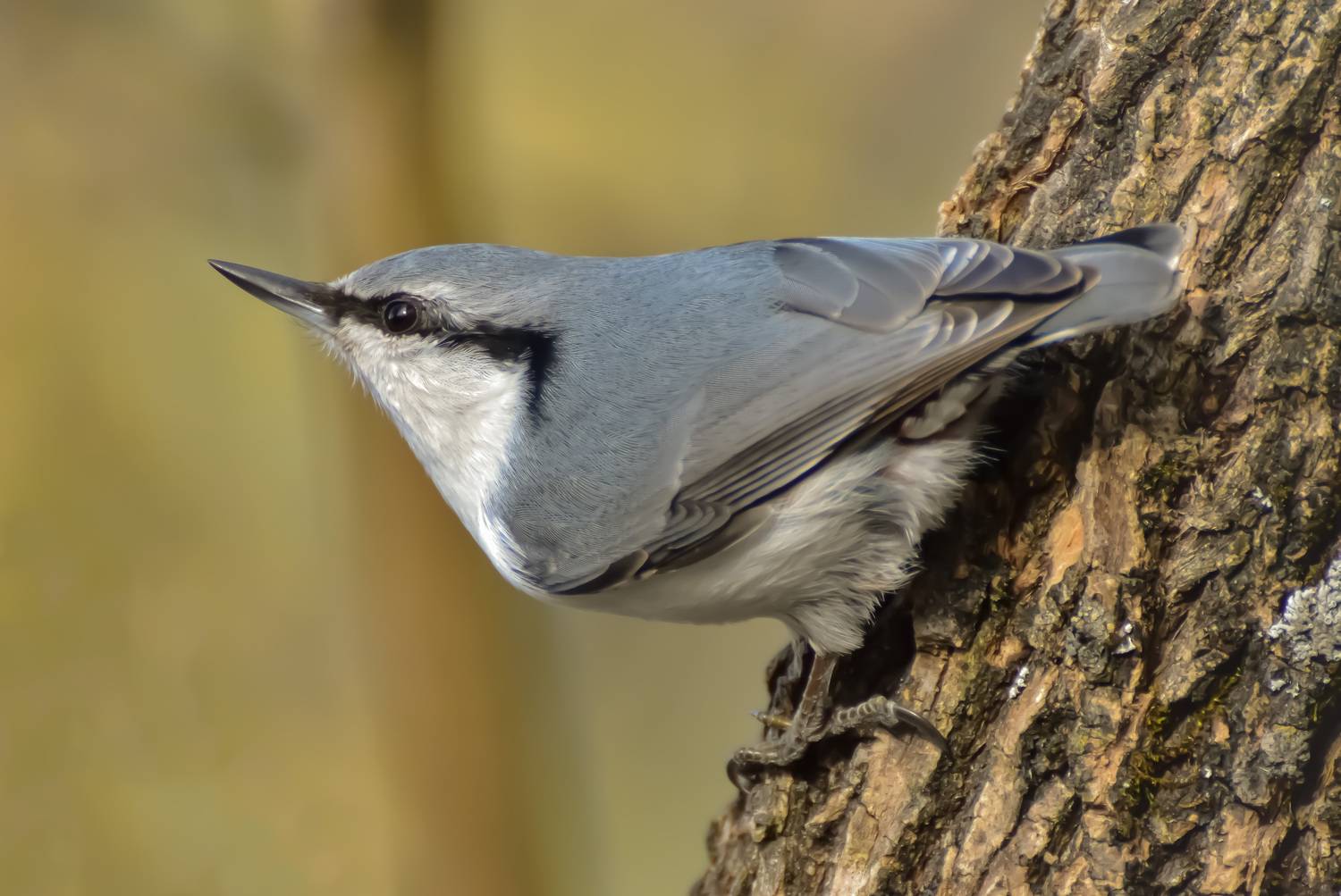 Поползень в Сибири Поползень в Сибири