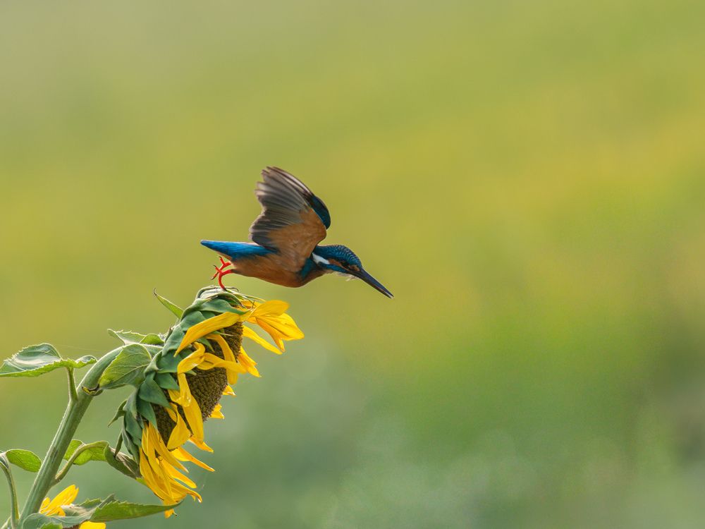 Фотография автора Anandhu M