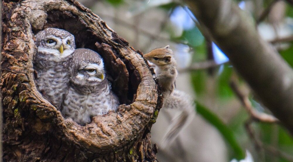 CONFRONTATION OF AN SPOTTED OWLS AND A SQUIRREL A NATURAL HISTORY MOMENT