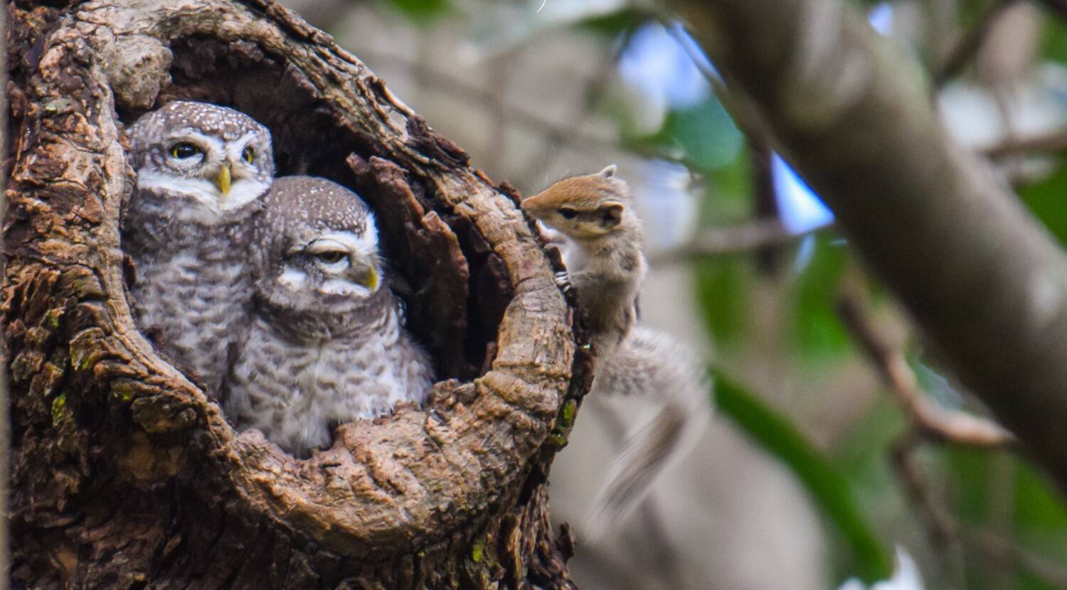 CONFRONTATION OF AN SPOTTED OWLS AND A SQUIRREL A NATURAL HISTORY MOMENT CONFRONTATION OF AN SPOTTED OWLS AND A SQUIRREL A NATURAL HISTORY MOMENT