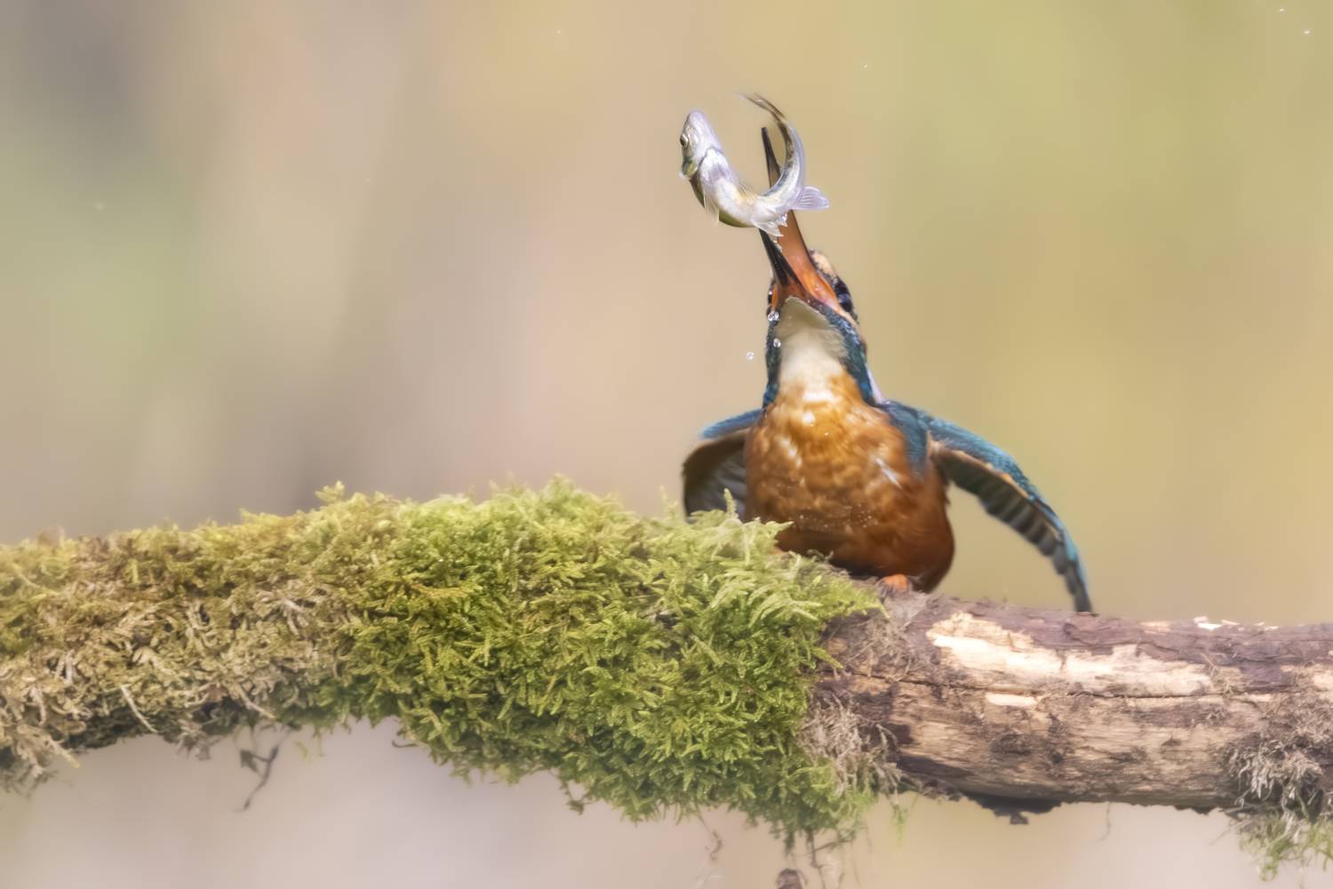 Kingfisher with catch Kingfisher with catch