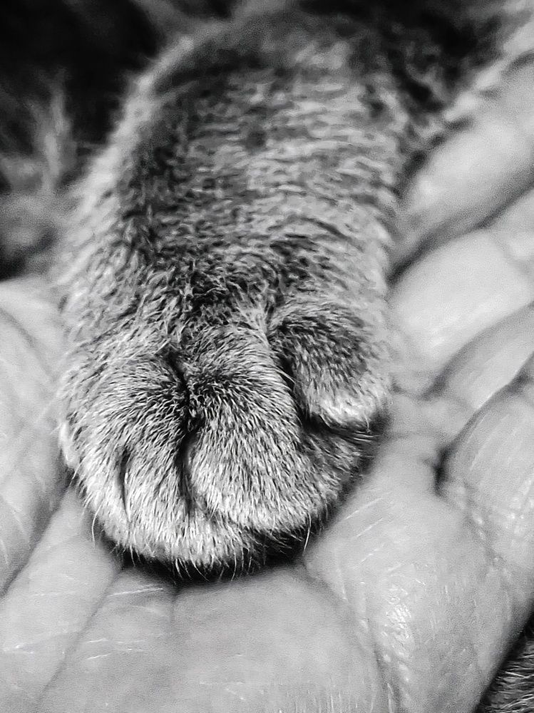 Photograph by Elena Safarova
