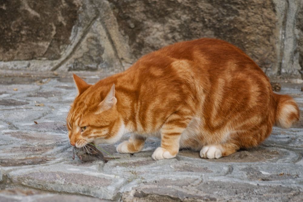 Photograph by Алена Котова