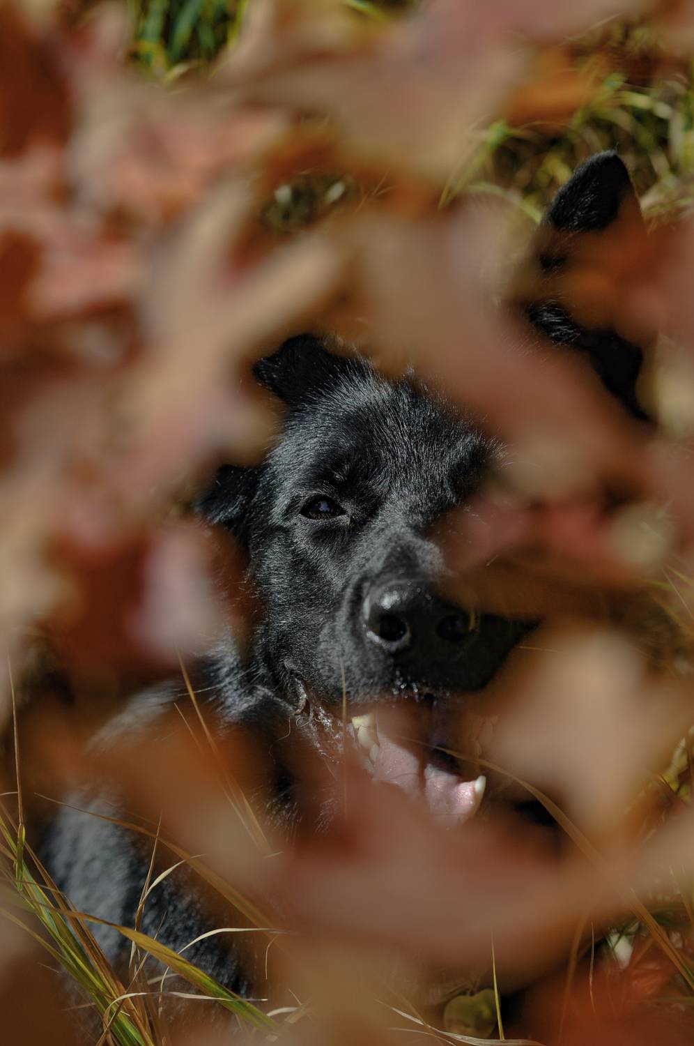 Photo #13366782