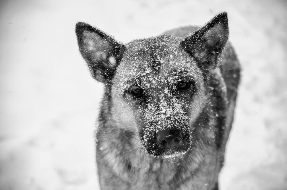 Photograph by Сергей Шмелев