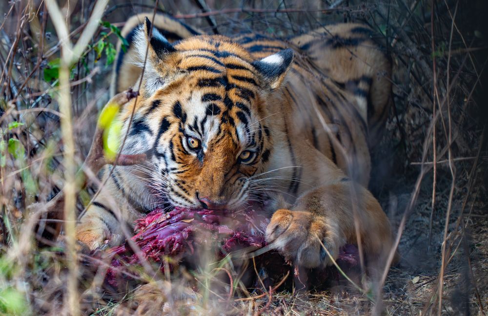Photograph by Nitin Baste