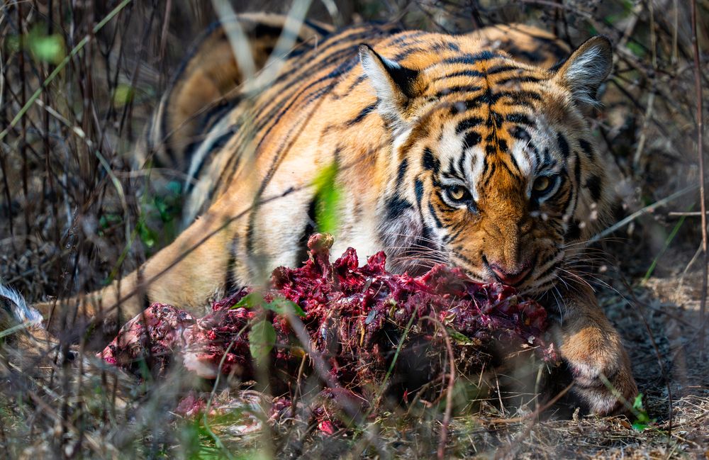 Photograph by Nitin Baste