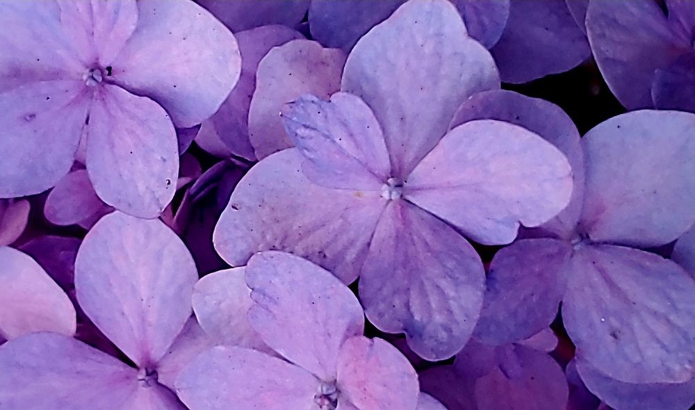 Shades of purple