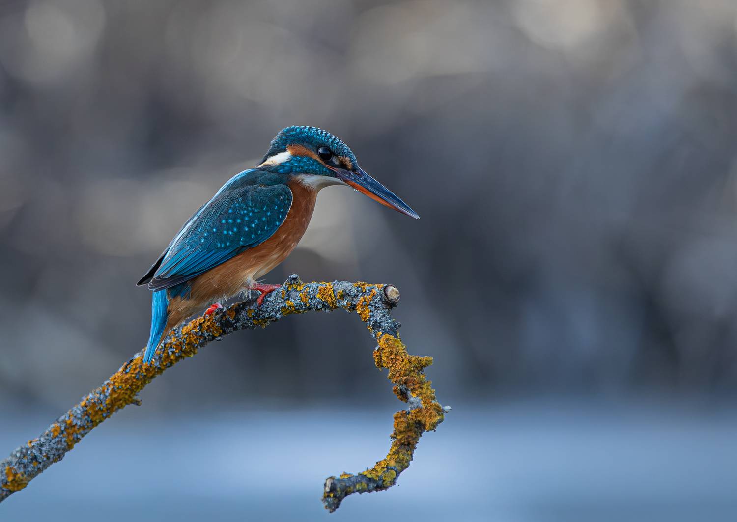 A Sapphire Huntress in Repose.