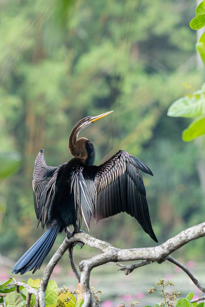 Photograph by Ranga Suriyage