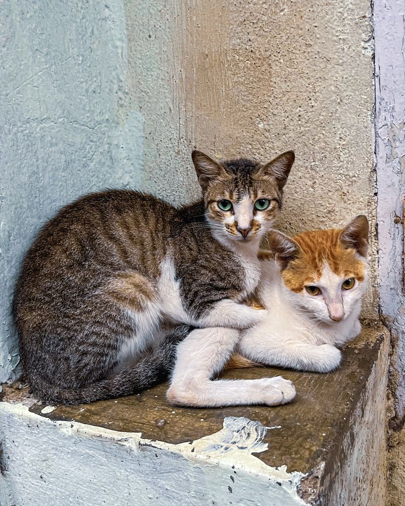 Photograph by Kushal Lad