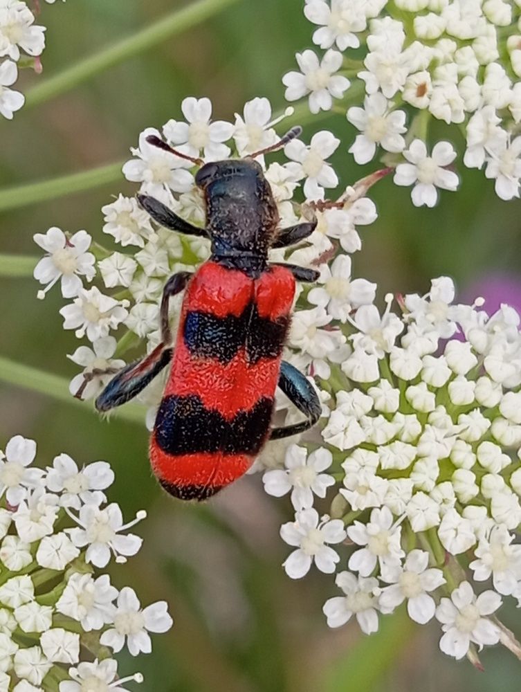 Photograph by Елена Коробченко