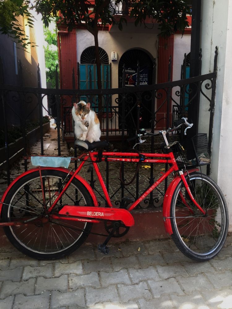 The guardian of the street