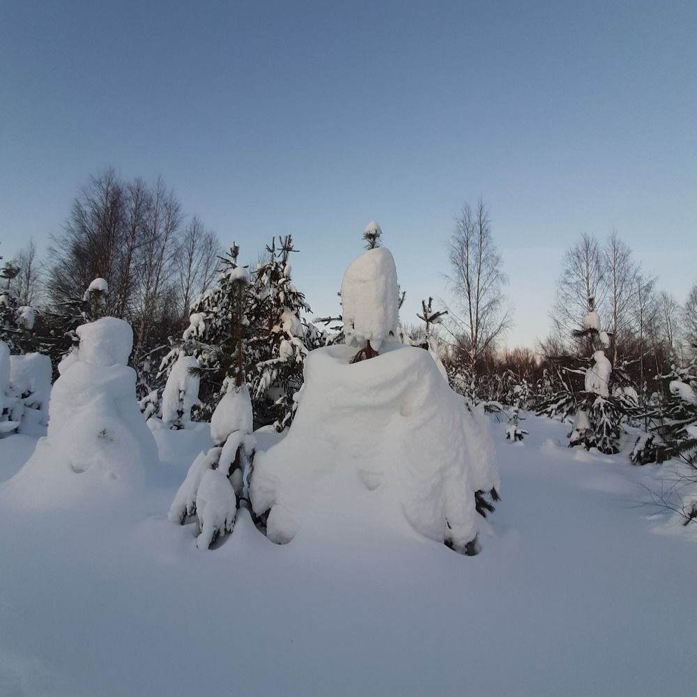 Зимой в лесу