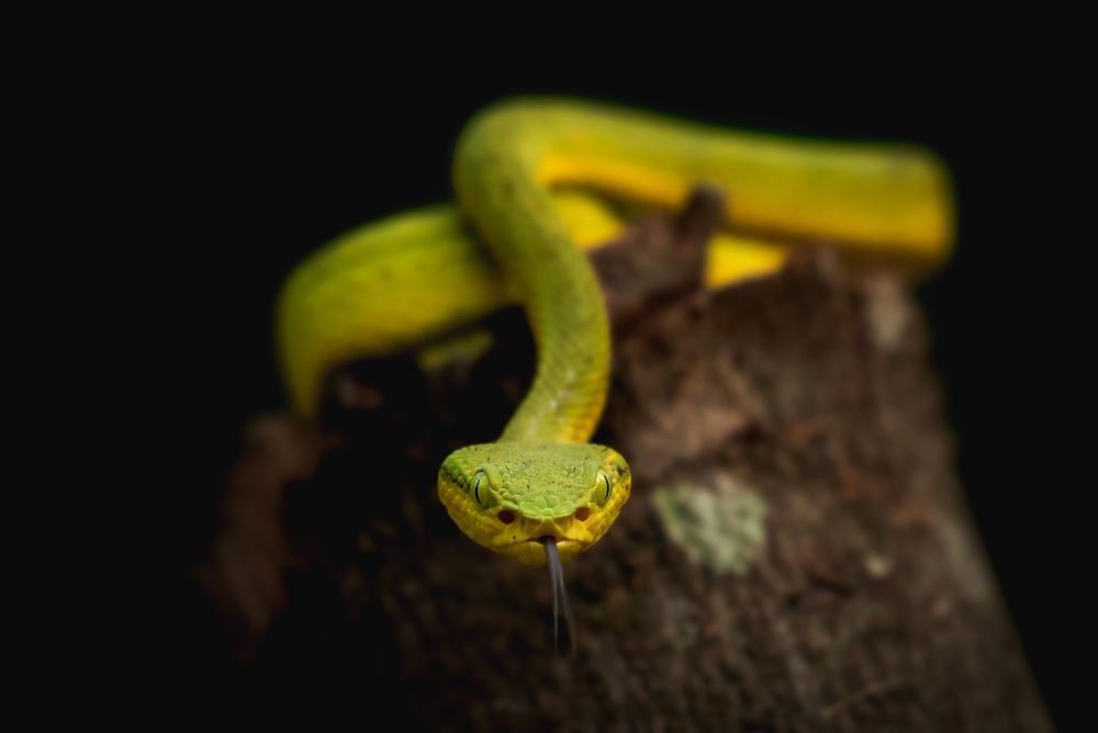 Bamboo Pit Viper