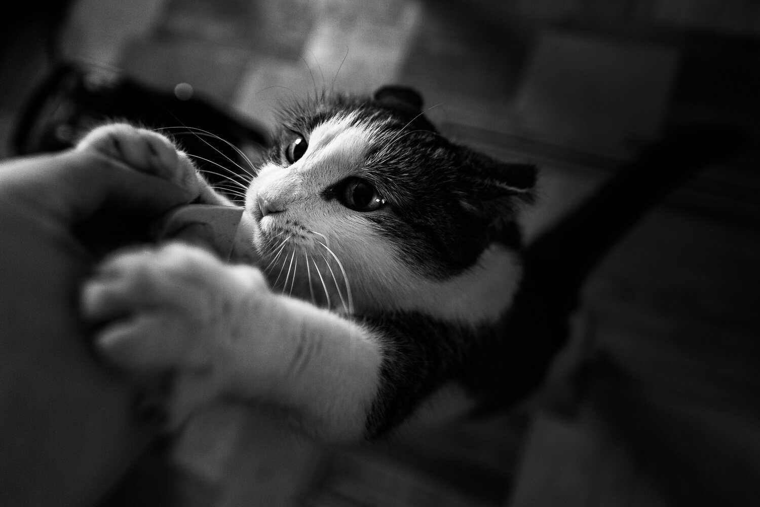 Photo #13367559