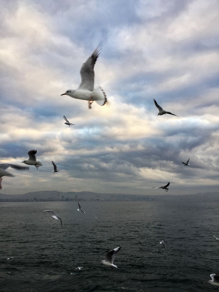 Wings over the Aegean