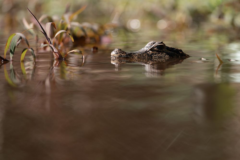 Фотография автора Karthik Subramaniam