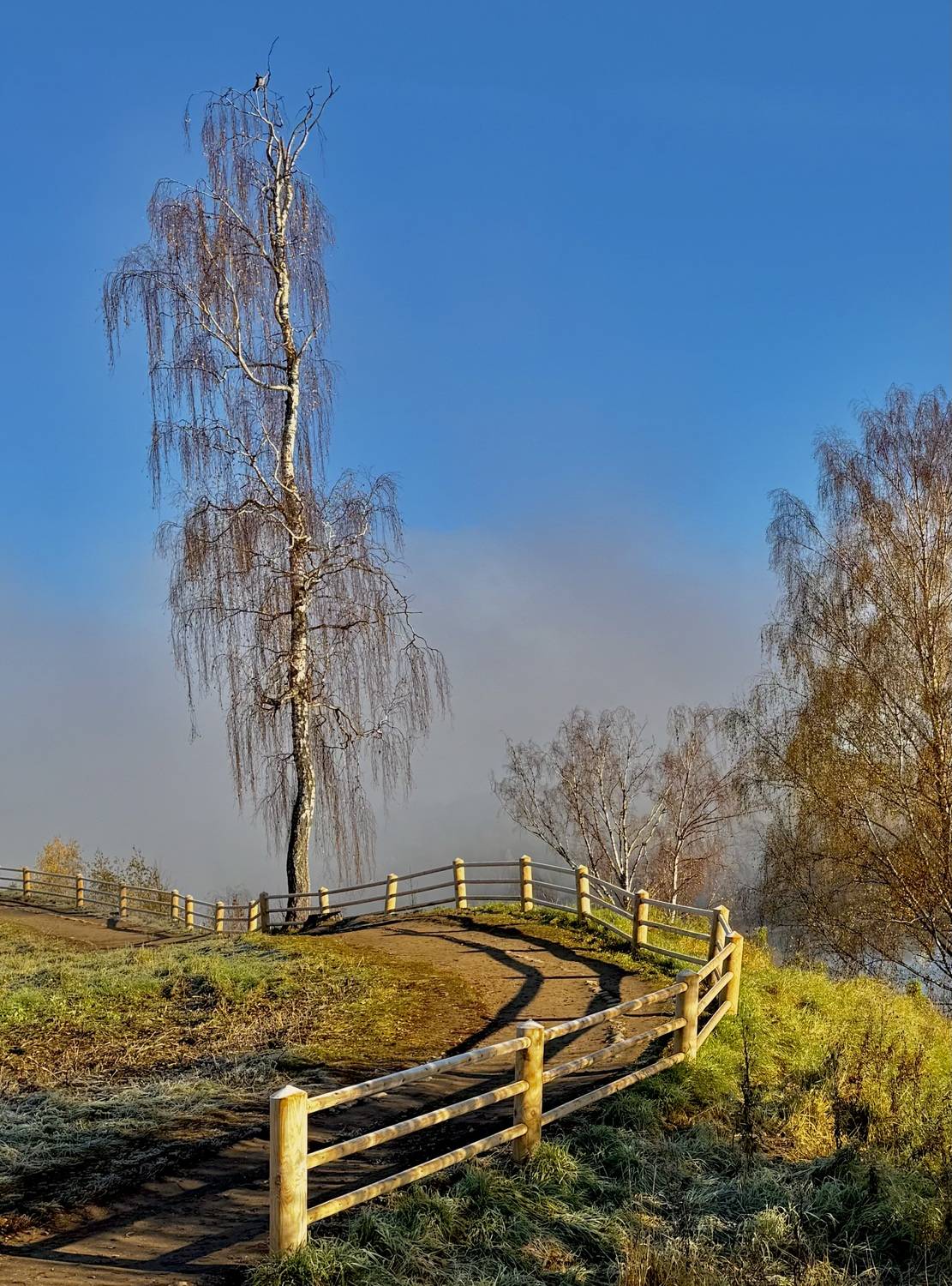 Белая берёза