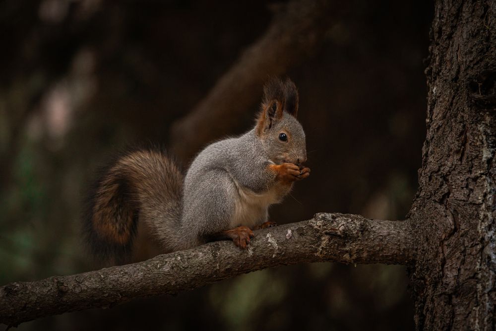 Photograph by Щепанов Дмитрий