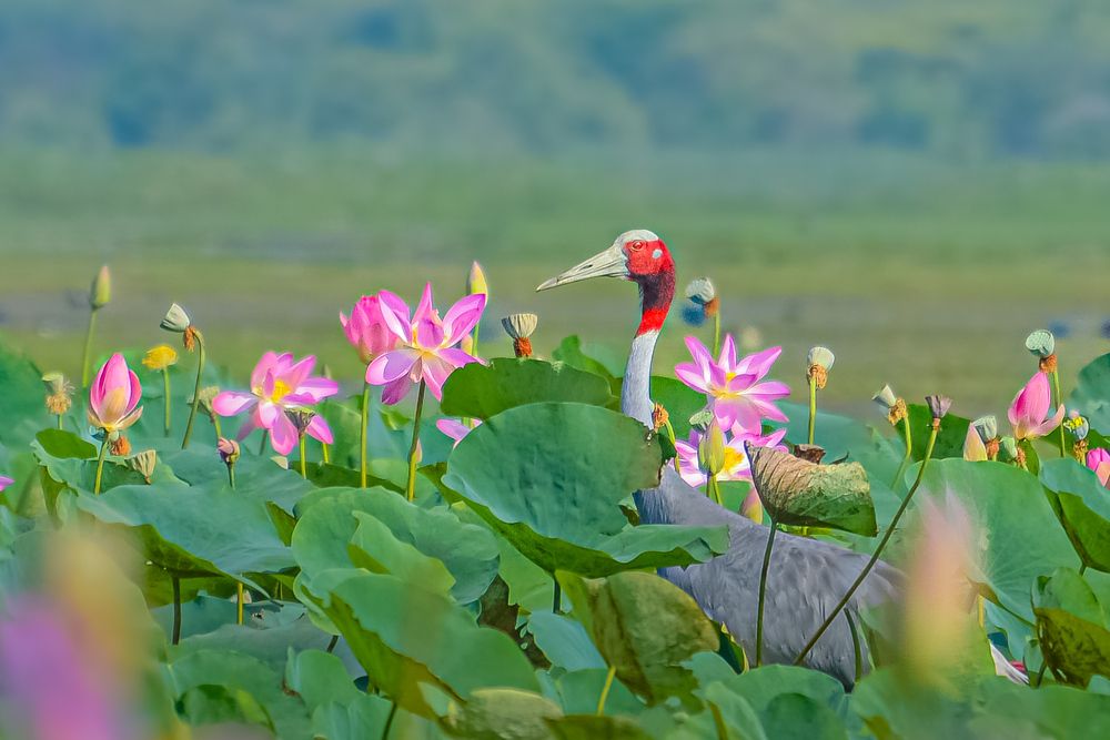 A look at \"Sarus crane\" in its natural habitat