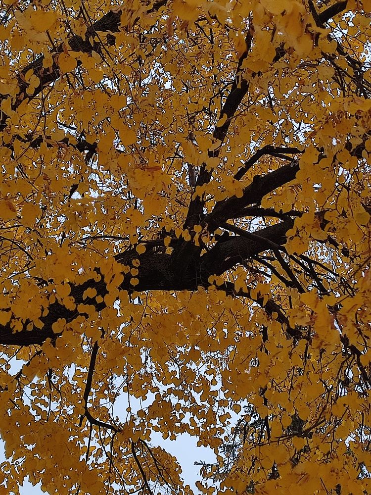 Photograph by Galina Novichkova
