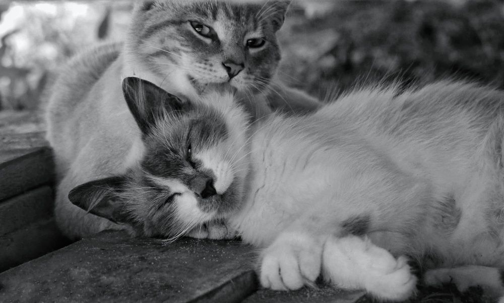 Photograph by Анастасия Кочетова