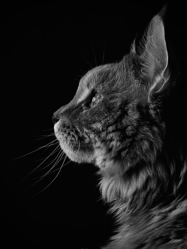 Photograph by Крис Румянцева