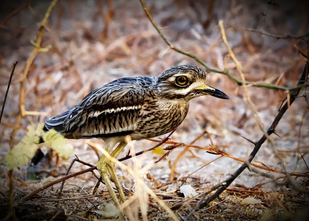 Indian thick-knee