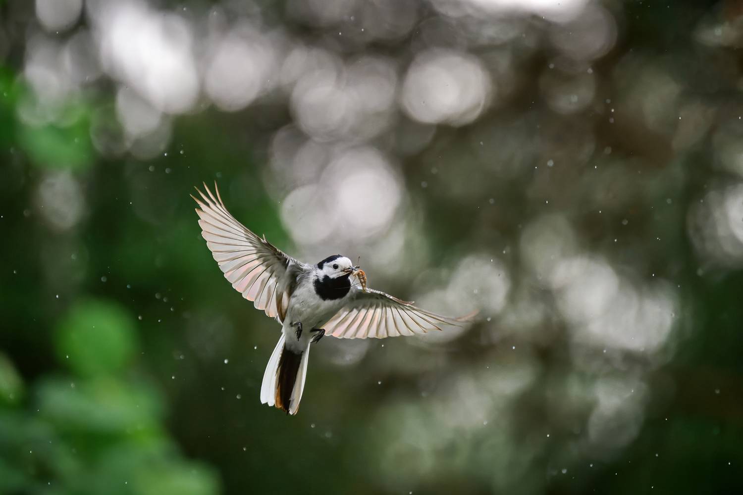 Фотография #13368314