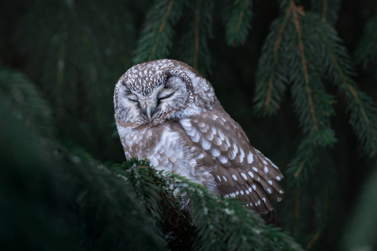 Тихий час Тихий час