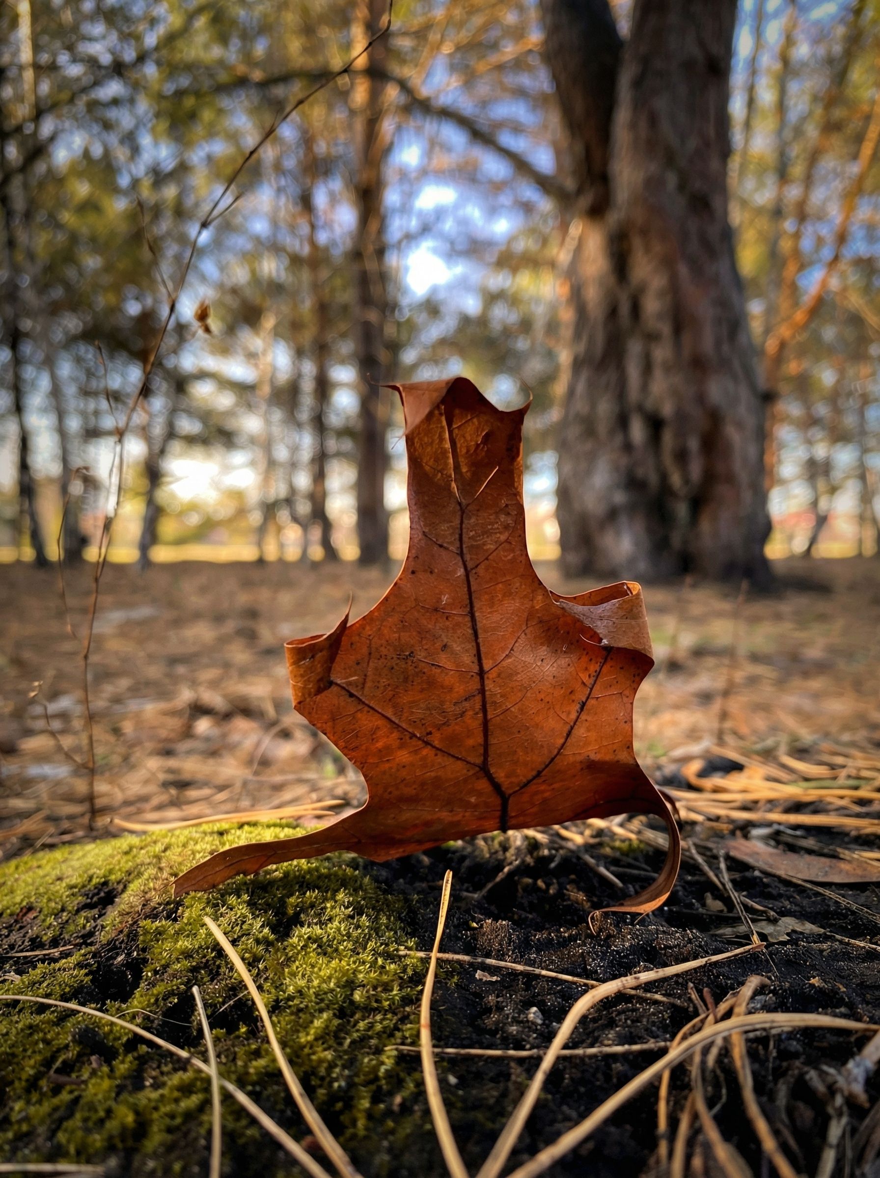 Photograph by Алла Саблина