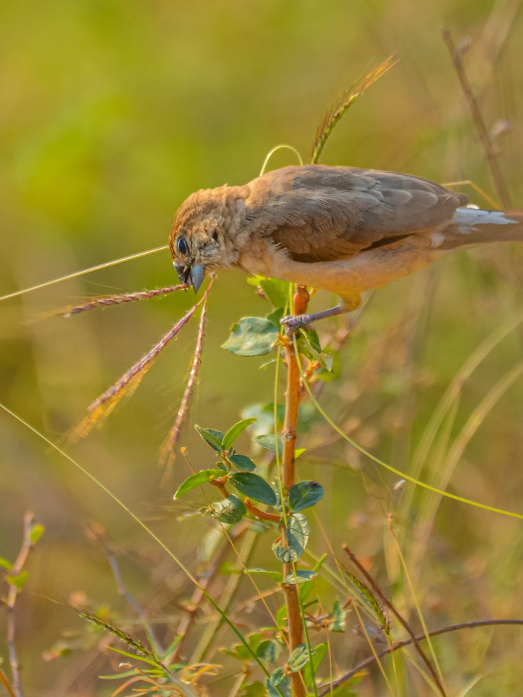 An Indian silverbill, perfectly posed in the wild.