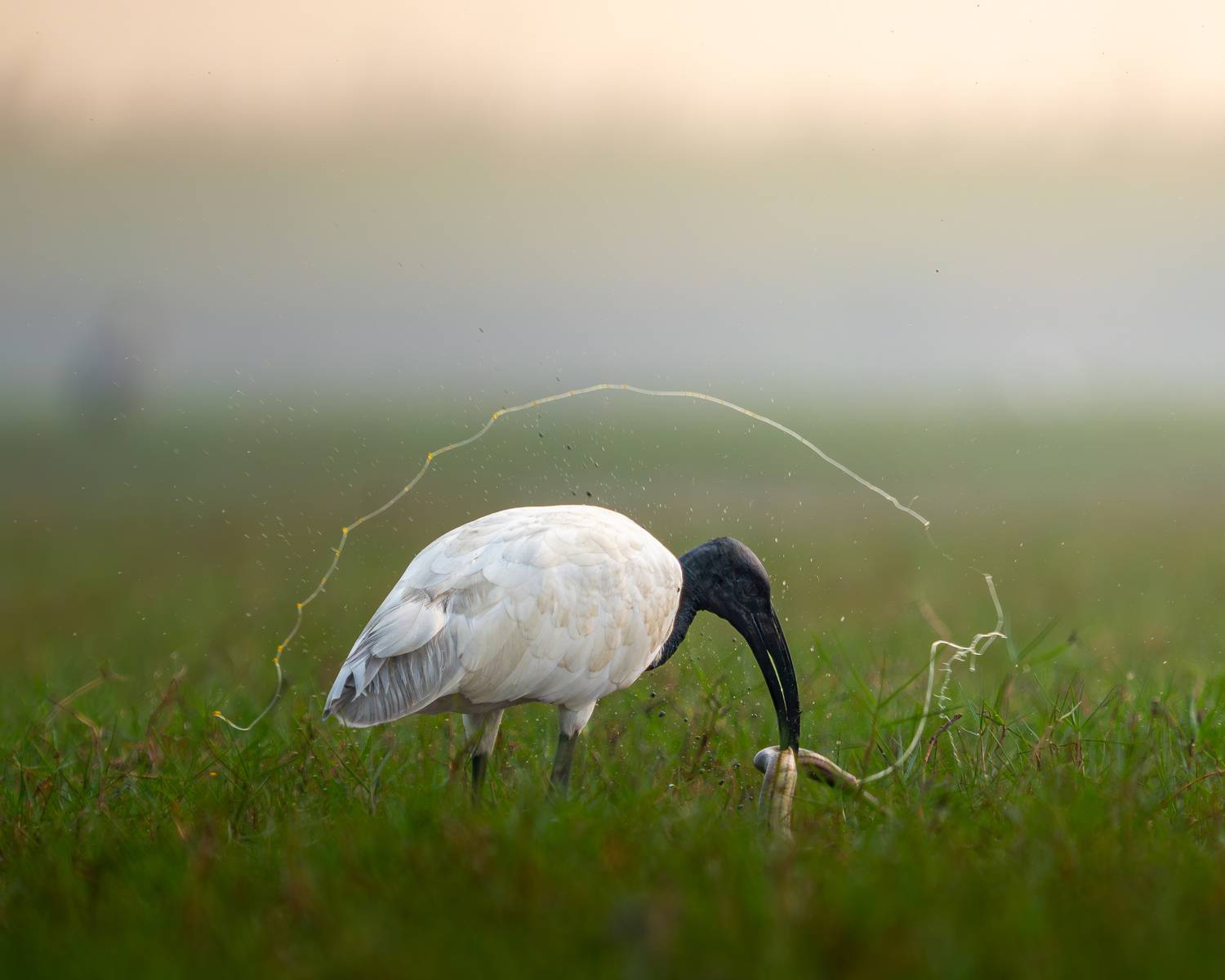 Survival of the fittest Survival of the fittest