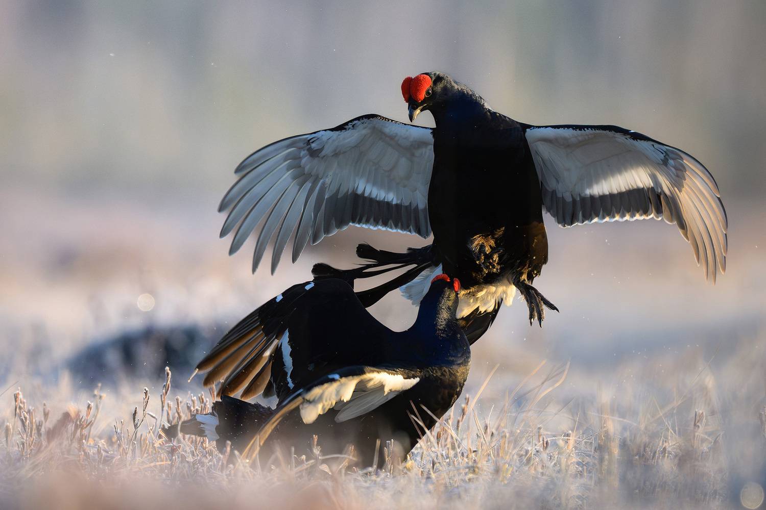 Фотография #13368561