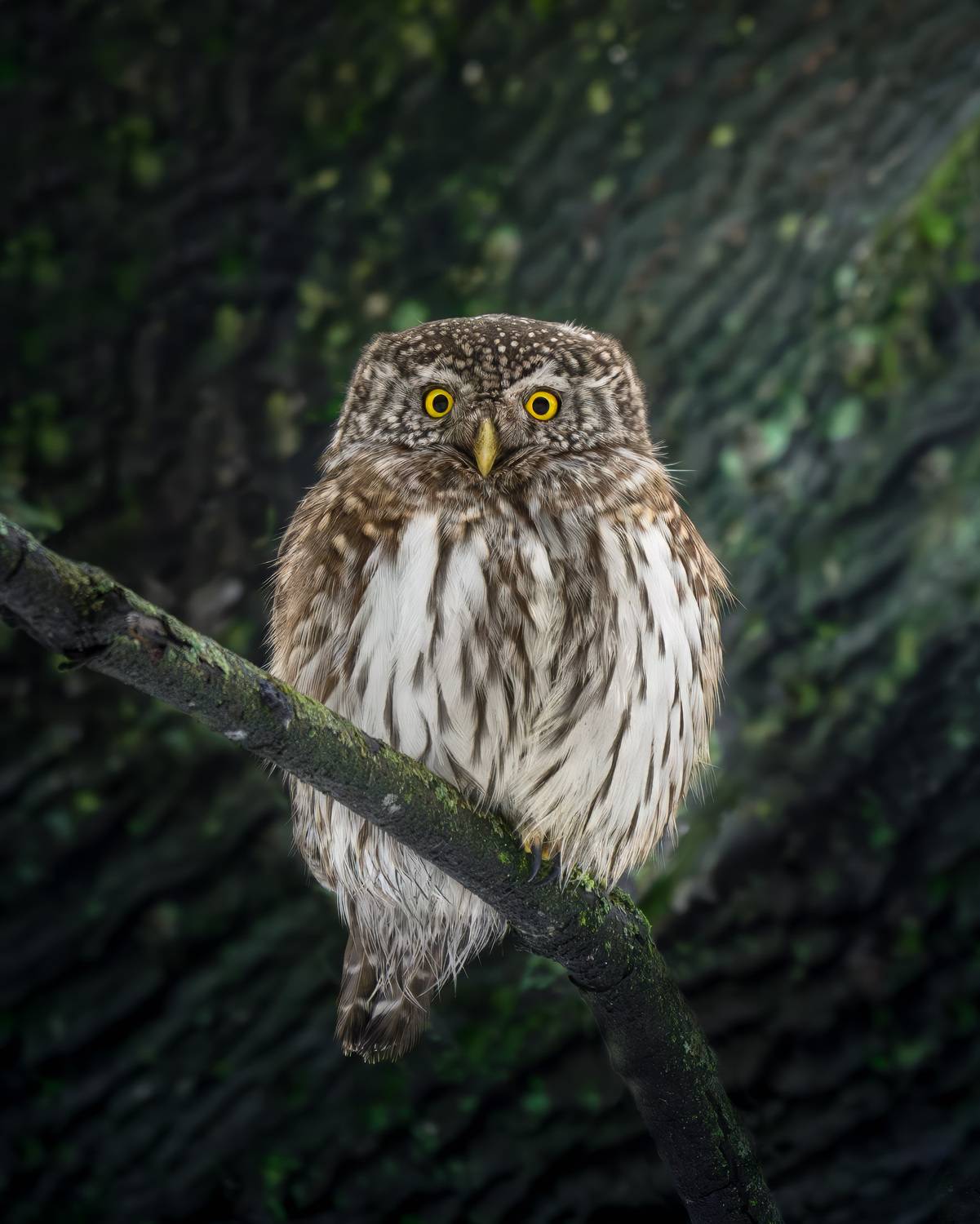 Фотография #13368577