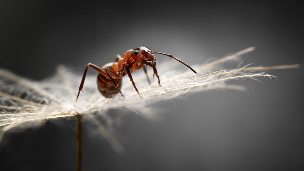 Photograph by Железнова Людмила