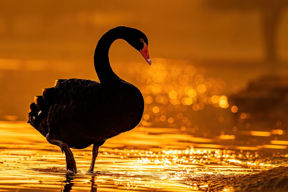 Photograph by DEEPA GIRISH