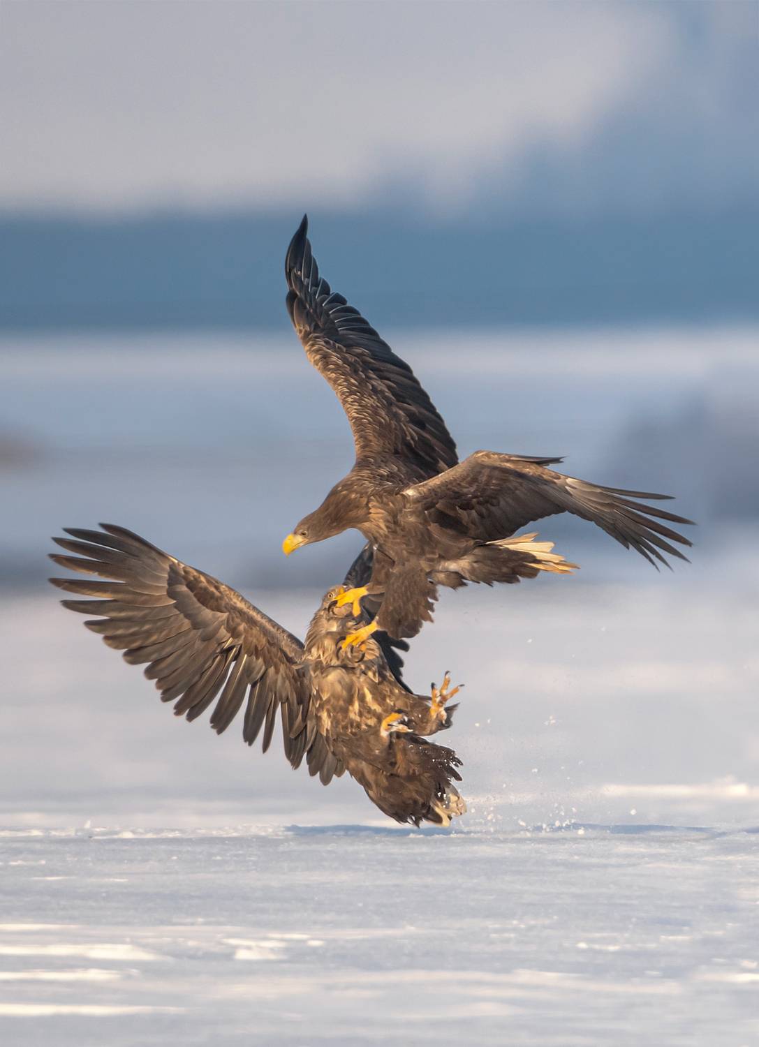 Фотография #13369030