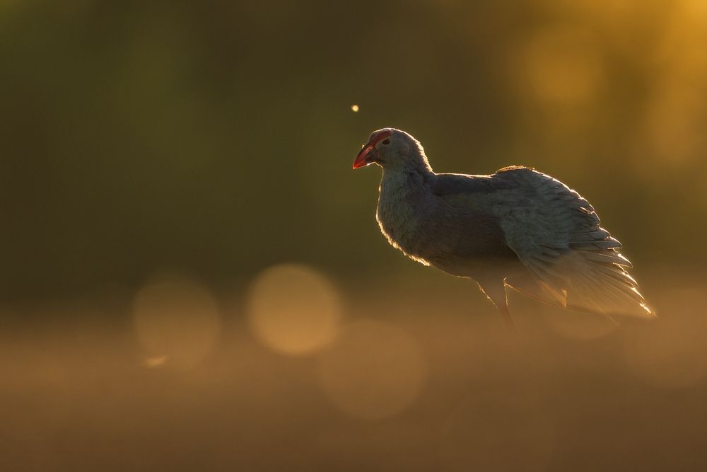 Photograph by DEEPA GIRISH