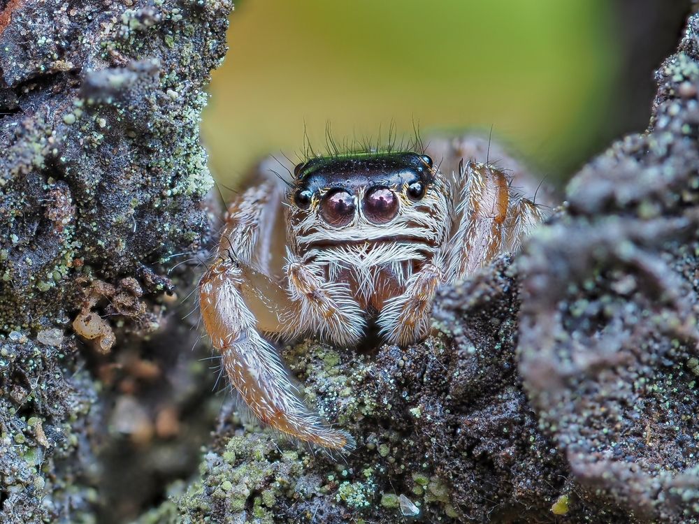 Паук-скакунчик Evarcha arcuata