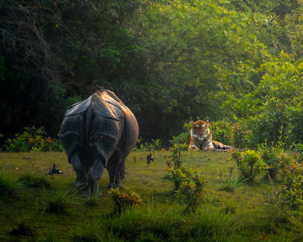 Bengal Tiger and Greater One Horned Rhino